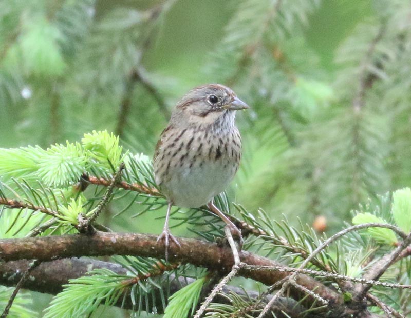 Mystery bird to be identified
