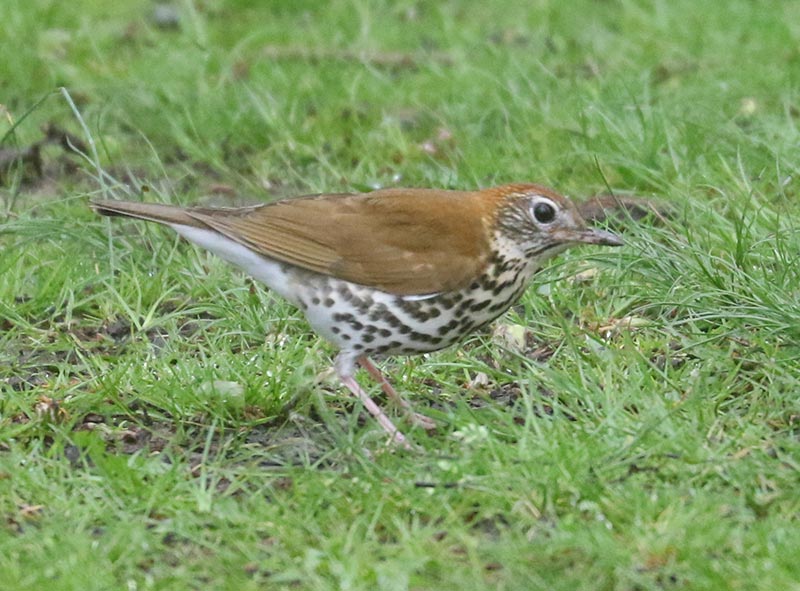 Mystery bird to be identified