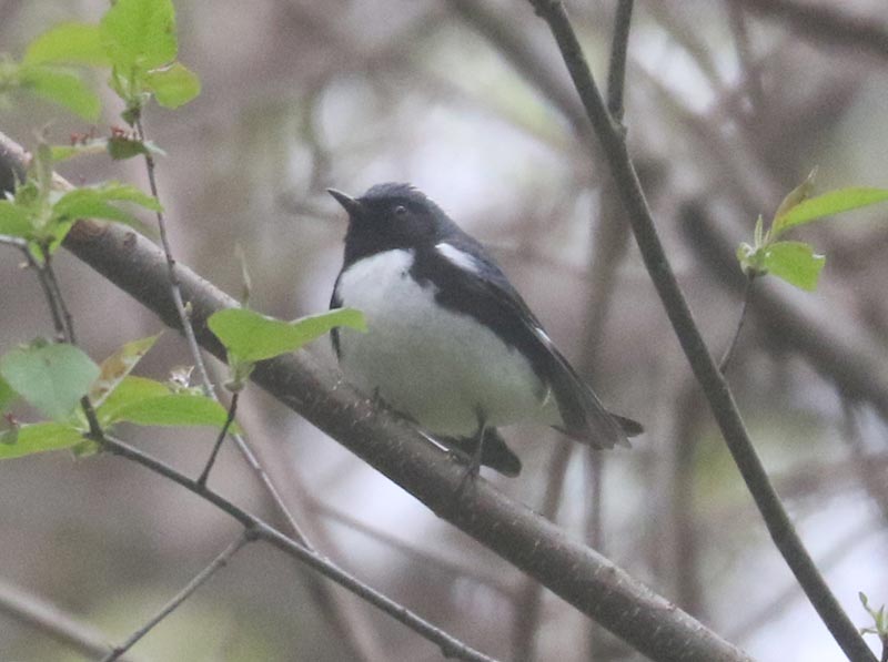Mystery bird to be identified