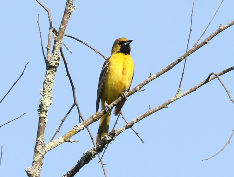 Mystery bird to be identified