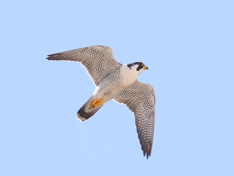 Mystery bird to be identified