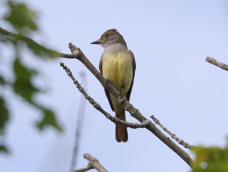 Mystery bird to be identified