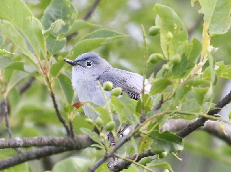 Mystery bird to be identified
