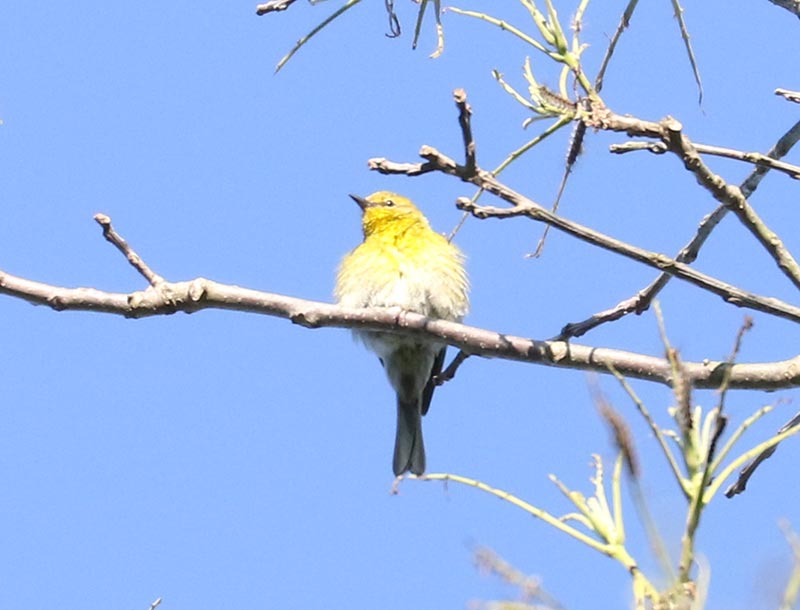 Mystery bird to be identified