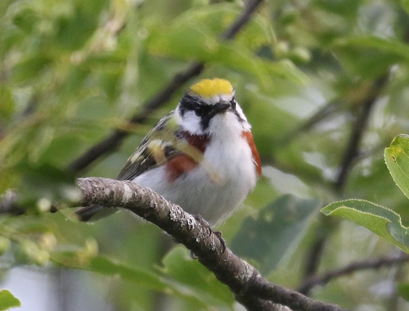 Mystery bird to be identified