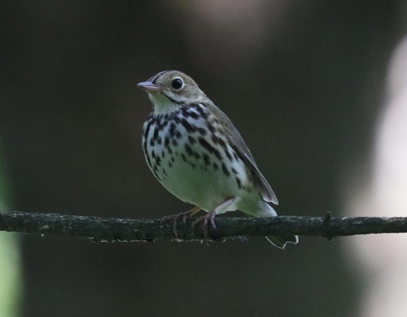 Mystery bird to be identified