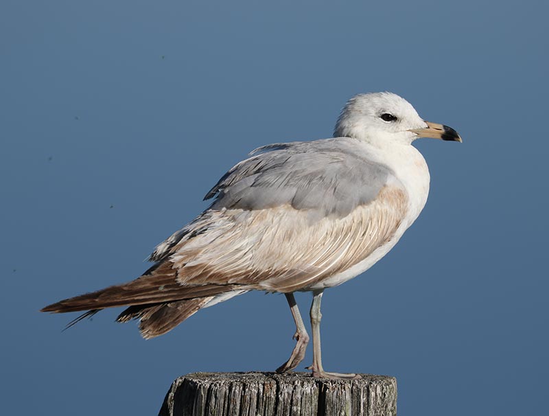Mystery bird to be identified
