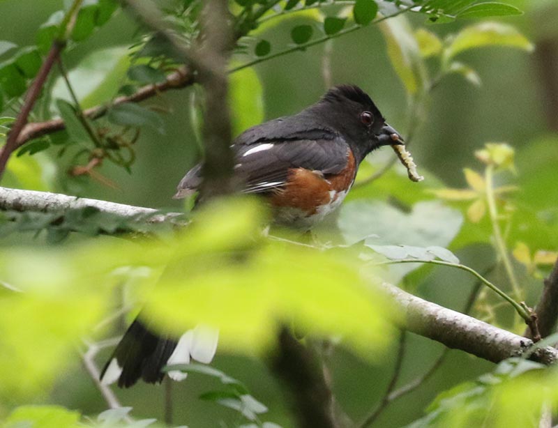 Mystery bird to be identified