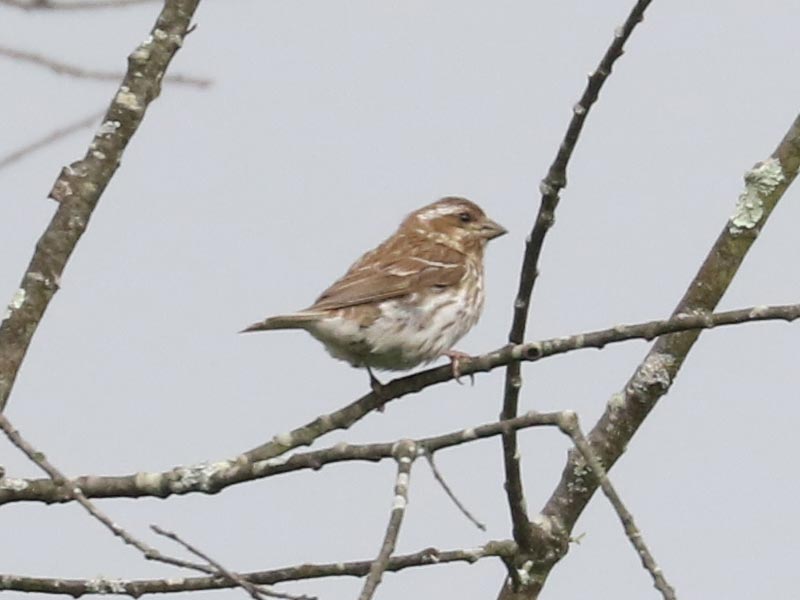 Mystery bird to be identified