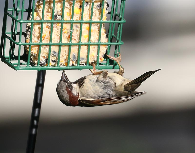 Mystery bird to be identified