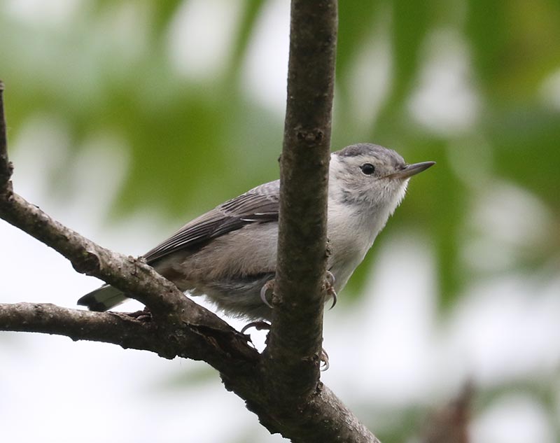 Mystery bird to be identified