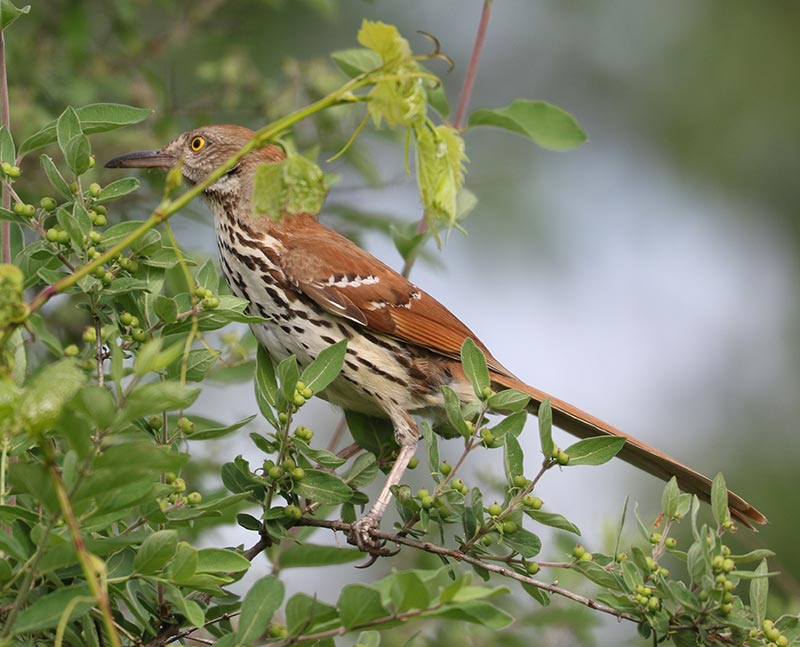 Mystery bird to be identified