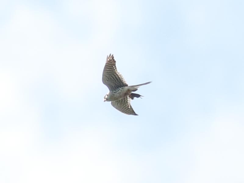 Mystery bird to be identified