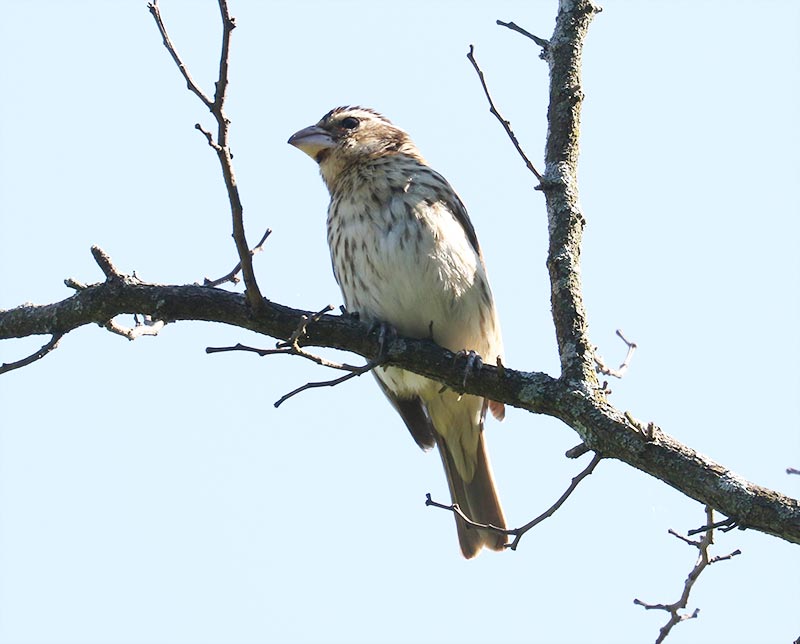 Mystery bird to be identified