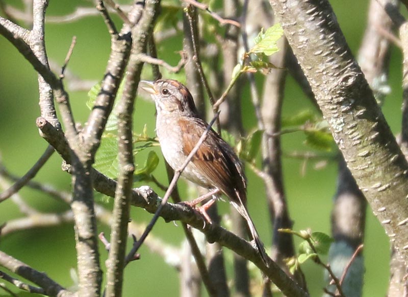 Mystery bird to be identified