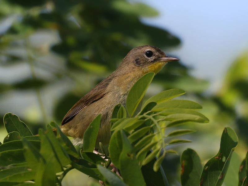 Mystery bird to be identified