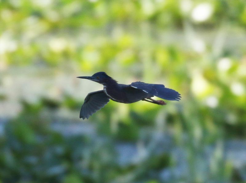 Mystery bird to be identified