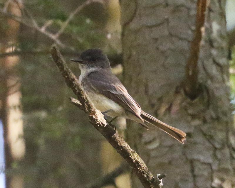 Mystery bird to be identified