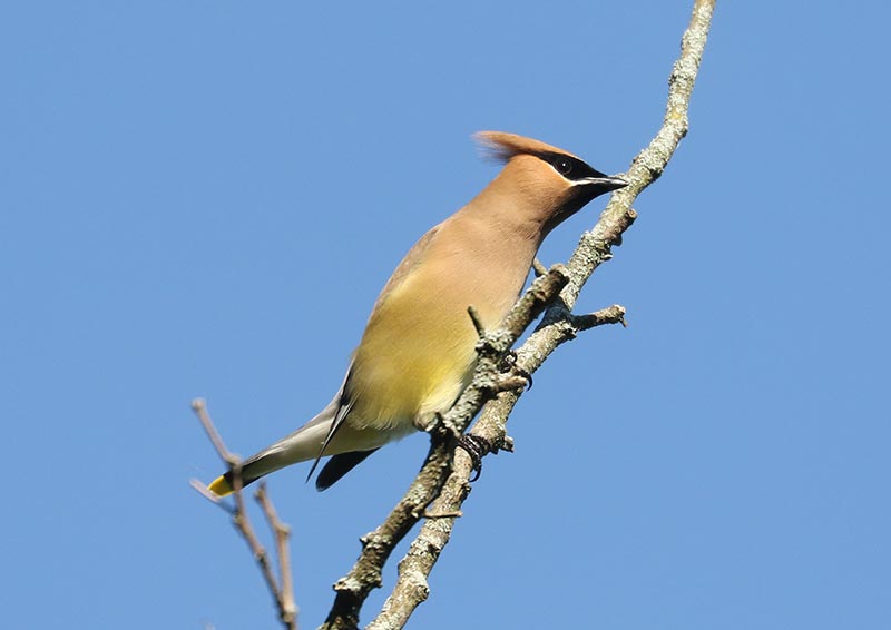Mystery bird to be identified