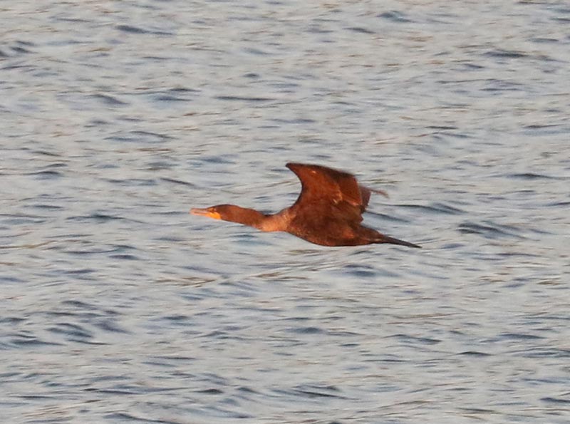Mystery bird to be identified