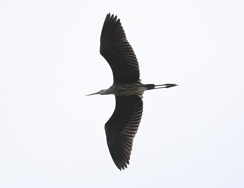 Mystery bird to be identified