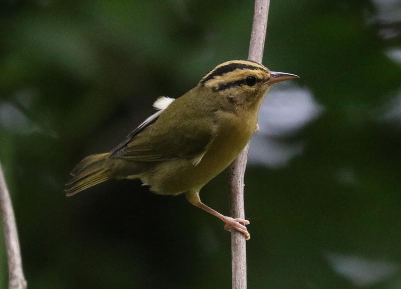 Mystery bird to be identified