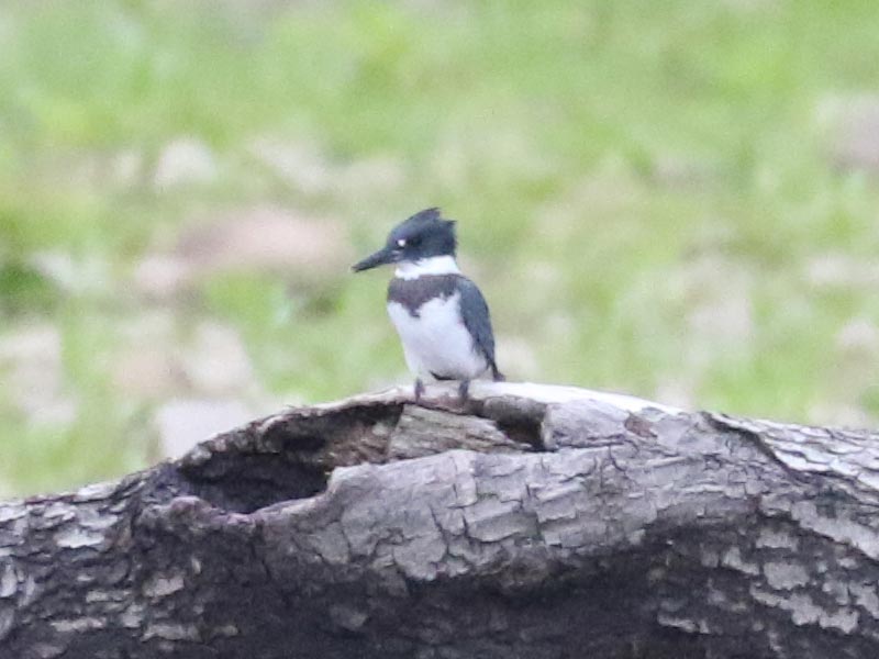 Mystery bird to be identified