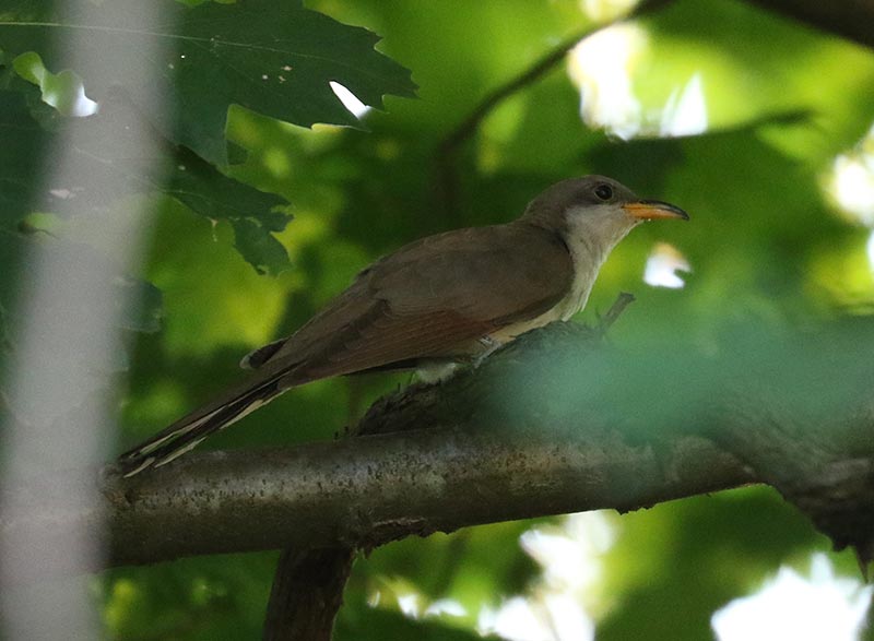 Mystery bird to be identified