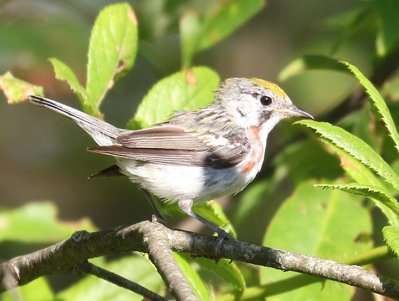 Mystery bird to be identified