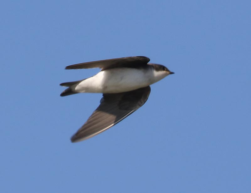 Mystery bird to be identified