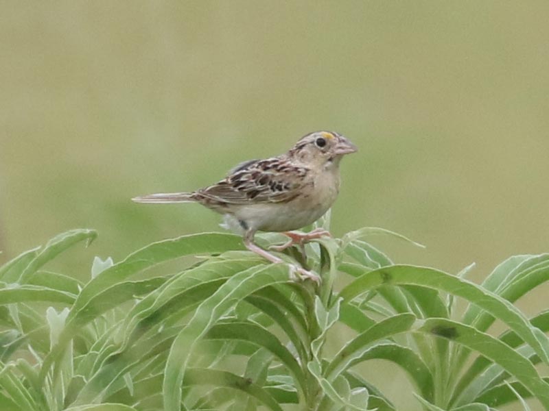 Mystery bird to be identified