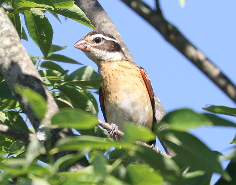 Mystery bird to be identified