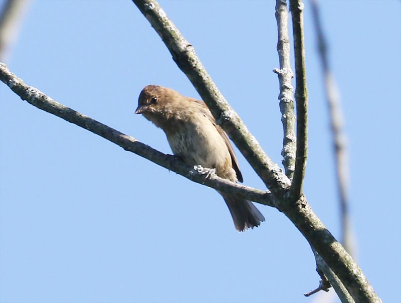 Mystery bird to be identified