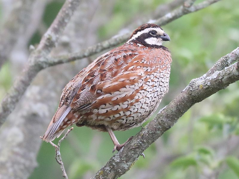 Mystery bird to be identified