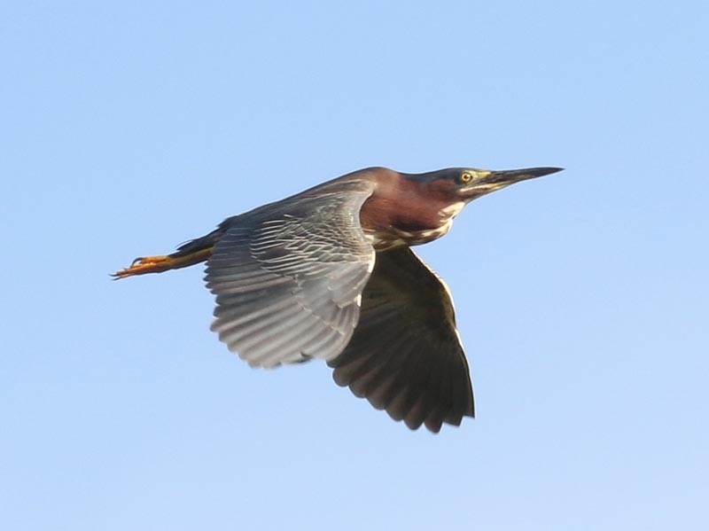 Mystery bird to be identified