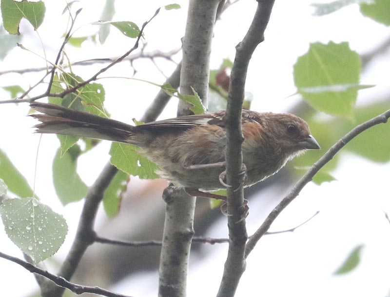 Mystery bird to be identified