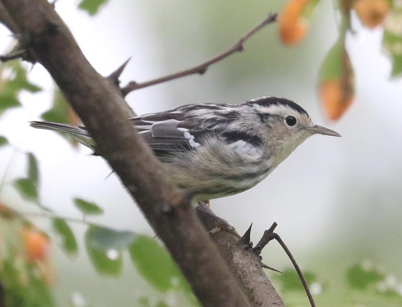 Mystery bird to be identified