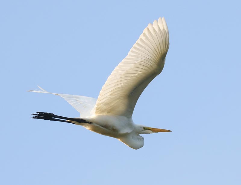 Mystery bird to be identified