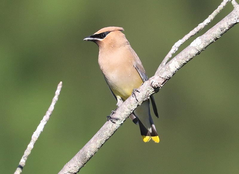 Mystery bird to be identified