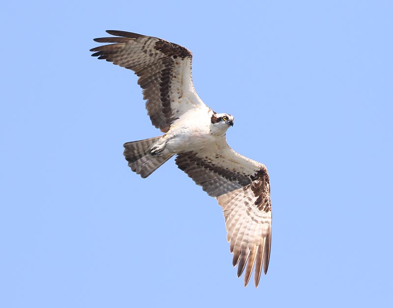 Mystery bird to be identified