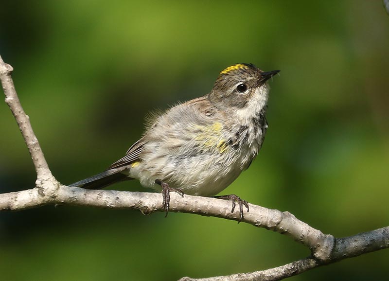 Mystery bird to be identified
