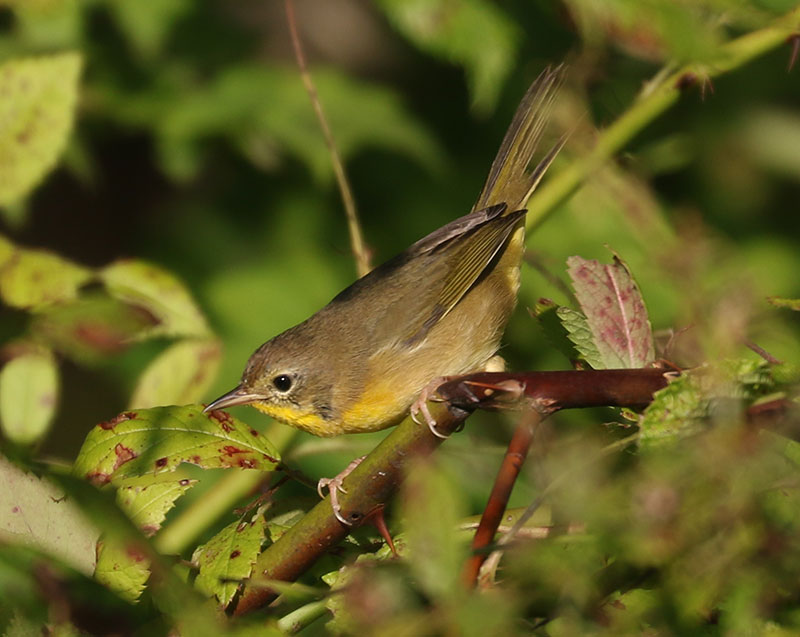 Mystery bird to be identified