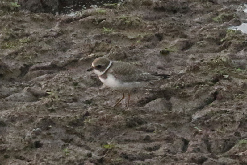 Mystery bird to be identified