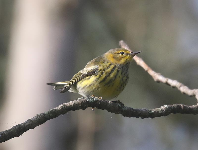 Mystery bird to be identified
