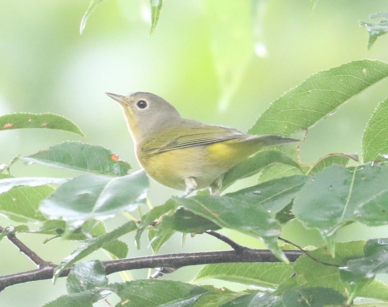 Mystery bird to be identified