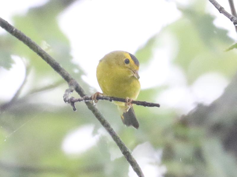 Mystery bird to be identified