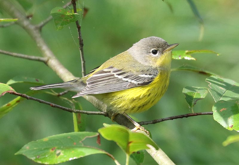 Mystery bird to be identified