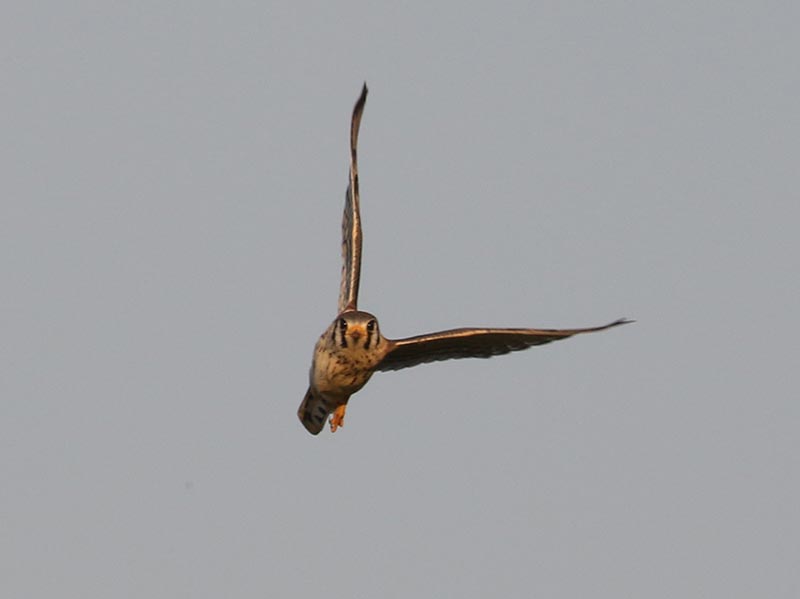 Mystery bird to be identified