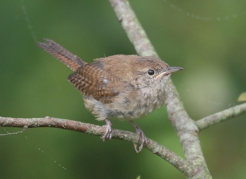 Mystery bird to be identified
