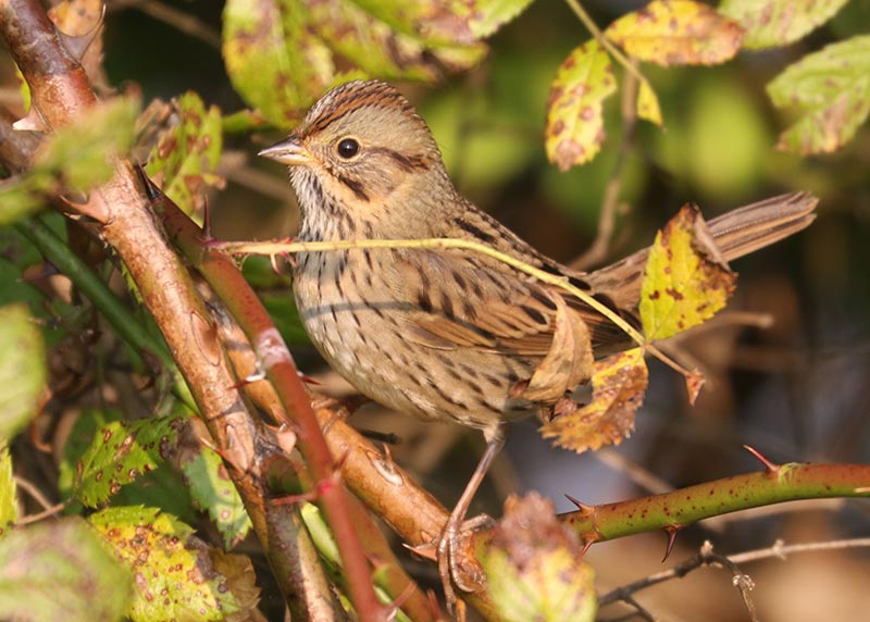 Mystery bird to be identified